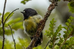 South Island Tomtit photo