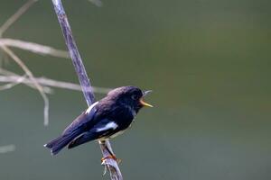 South Island Tomtit photo