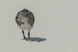 holliniento golondrina de mar en Australia foto