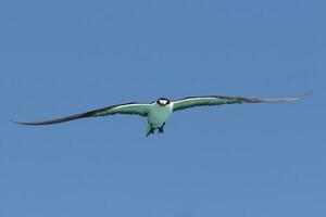 holliniento golondrina de mar en Australia foto