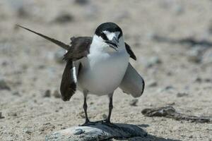 Sooty Tern in Australia photo