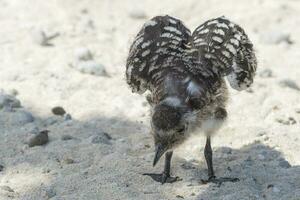 Sooty Tern in Australia photo