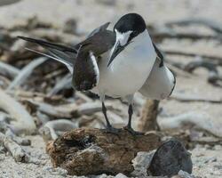 Sooty Tern in Australia photo