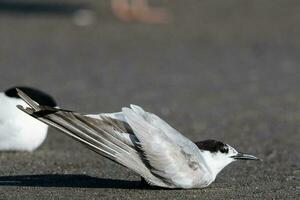 común golondrina de mar en australasia foto