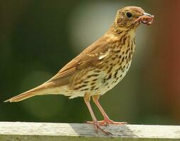 European Song Thrush photo