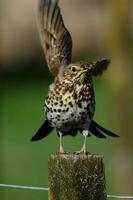 European Song Thrush photo