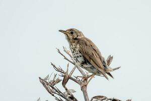 European Song Thrush photo