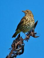 European Song Thrush photo