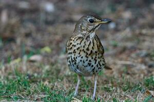 European Song Thrush photo