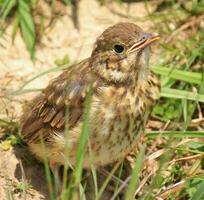 European Song Thrush photo