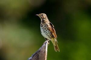 European Song Thrush photo