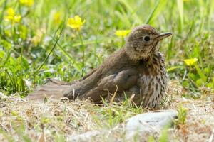 European Song Thrush photo