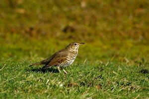 European Song Thrush photo