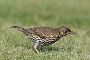 European Song Thrush photo