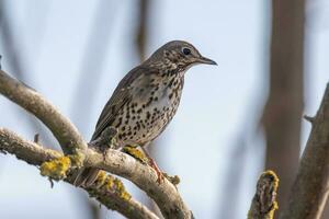 European Song Thrush photo