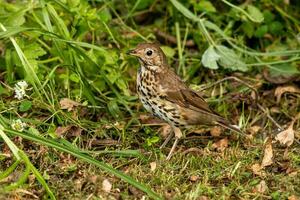 European Song Thrush photo