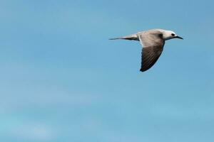 gris golondrina o bobo foto