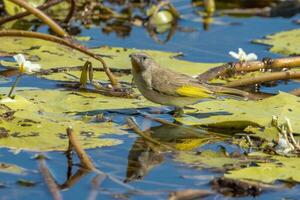 Rufous-throated Honeyeater in Australia photo