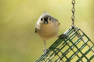 Tufted Titmouse in USA photo