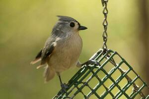Tufted Titmouse in USA photo
