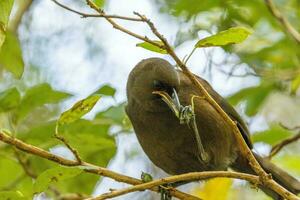 Tieke South Island Saddleback photo