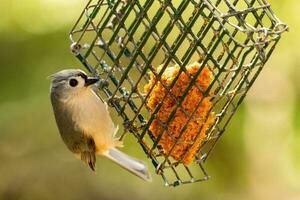 Tufted Titmouse in USA photo