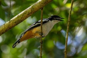 Varied Triller in Australia photo