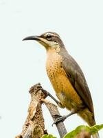 Victoria's Riflebird in Australia photo