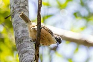 Victoria's Riflebird in Australia photo