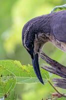 Victoria's Riflebird in Australia photo