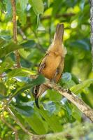 Victoria's Riflebird in Australia photo