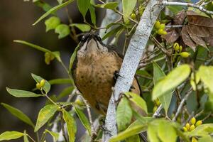 Victoria's Riflebird in Australia photo