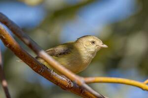 Weebill Smallest Australian Bird photo