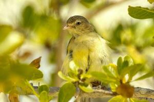 Weebill Smallest Australian Bird photo