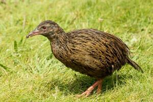 Weka Endemic Rail  of New Zealand photo