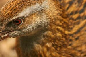 weka endémico carril de nuevo Zelanda foto