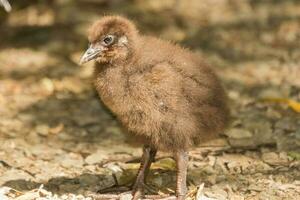 Weka Endemic Rail  of New Zealand photo