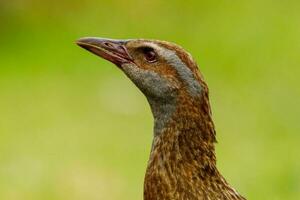 weka endémico carril de nuevo Zelanda foto