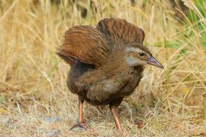 Weka Endemic Rail  of New Zealand photo