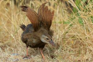 weka endémico carril de nuevo Zelanda foto