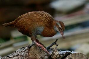 weka endémico carril de nuevo Zelanda foto