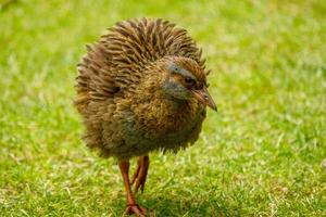 Weka Endemic Rail  of New Zealand photo