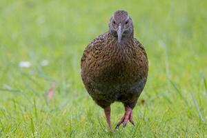 weka endémico carril de nuevo Zelanda foto