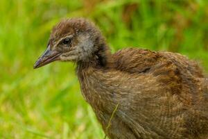 Weka Endemic Rail  of New Zealand photo