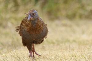Weka Endemic Rail  of New Zealand photo
