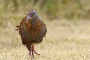 weka endémico carril de nuevo Zelanda foto