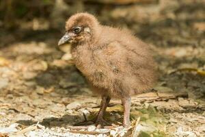 Weka Endemic Rail  of New Zealand photo