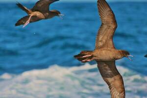 Wedge-tailed Shearwater in Australasia photo