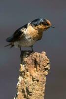 Welcome Swallow in Australasia photo