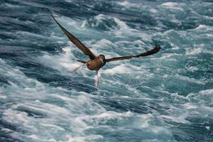 Wedge-tailed Shearwater in Australasia photo